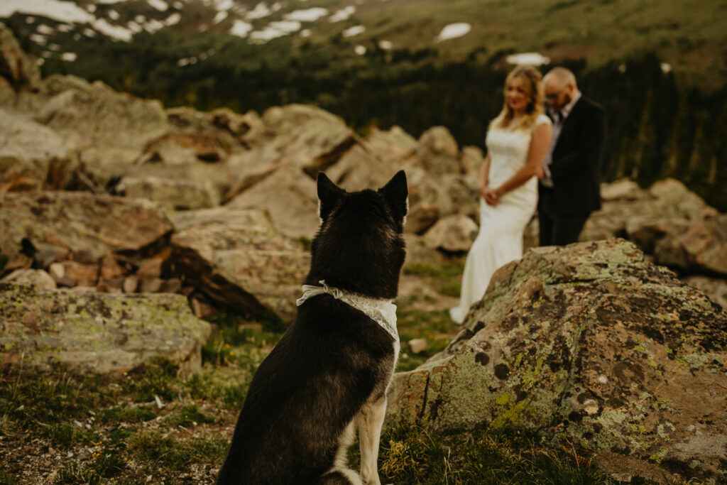 dog at elopement in colorado